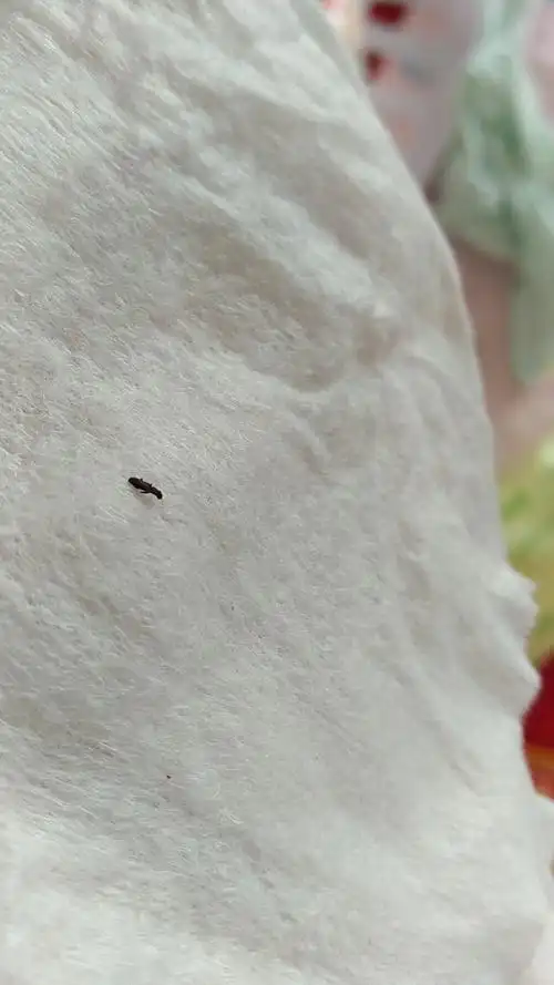 2条回答  我看见其他了  追答 我看见葡萄了  赤拟谷盗?