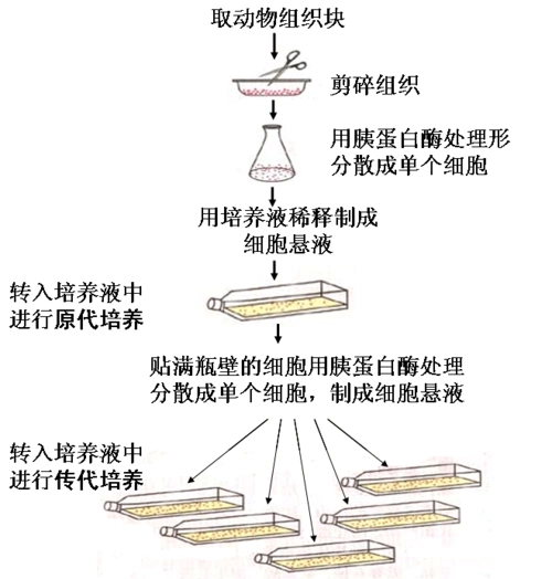 动物细胞培养和核移植技术学案