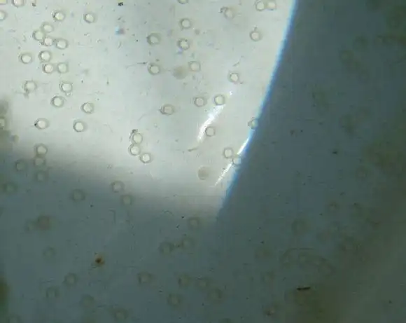 鱼产卵是什么样子的小金鱼产卵是什么样子的