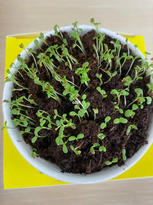 cloves coffee我的四叶草发芽了97