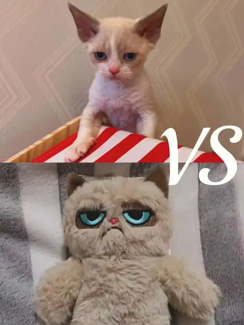 英国不爽猫原型