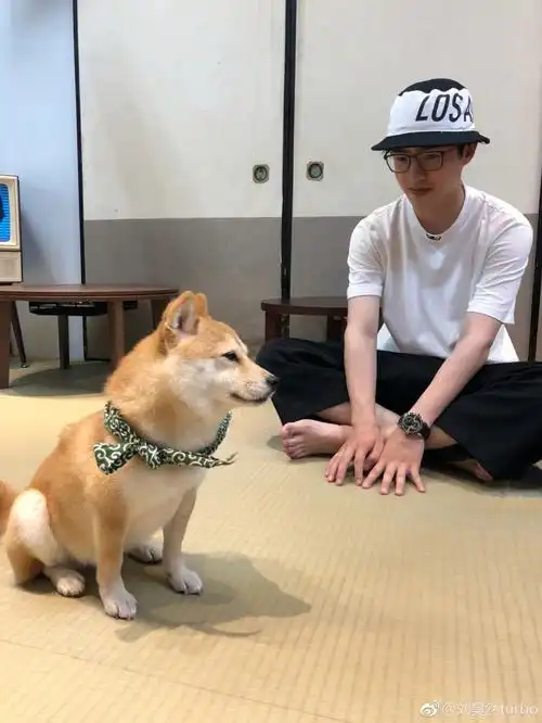 刘昊然小动物们都喜欢我