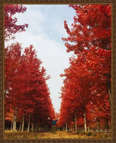 40.佳沅苗圃红枫叶