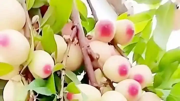 中原一点红美人醉李子