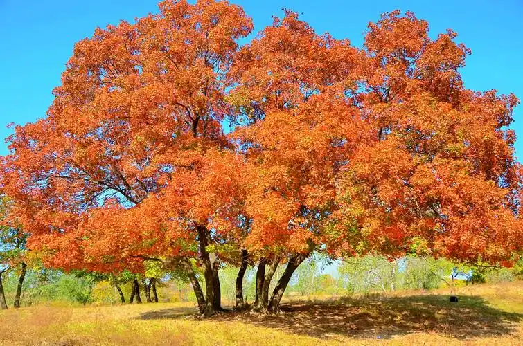 一棵几百年的枫树,原创拍摄