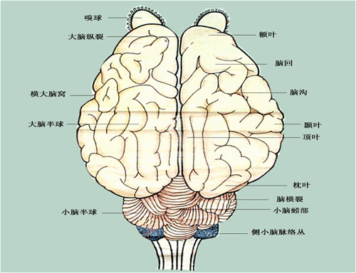 大脑纵裂与大脑横裂,脑沟与脑回.胼胝体:连接两侧大脑半球的横行纤维.