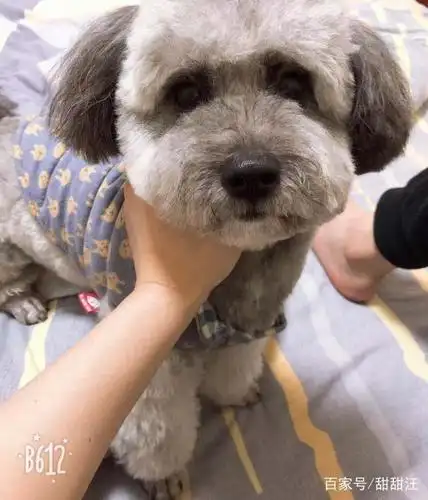 我见过一只雪纳瑞和泰迪的混血,就是如图这个样子的,也很可爱,还是