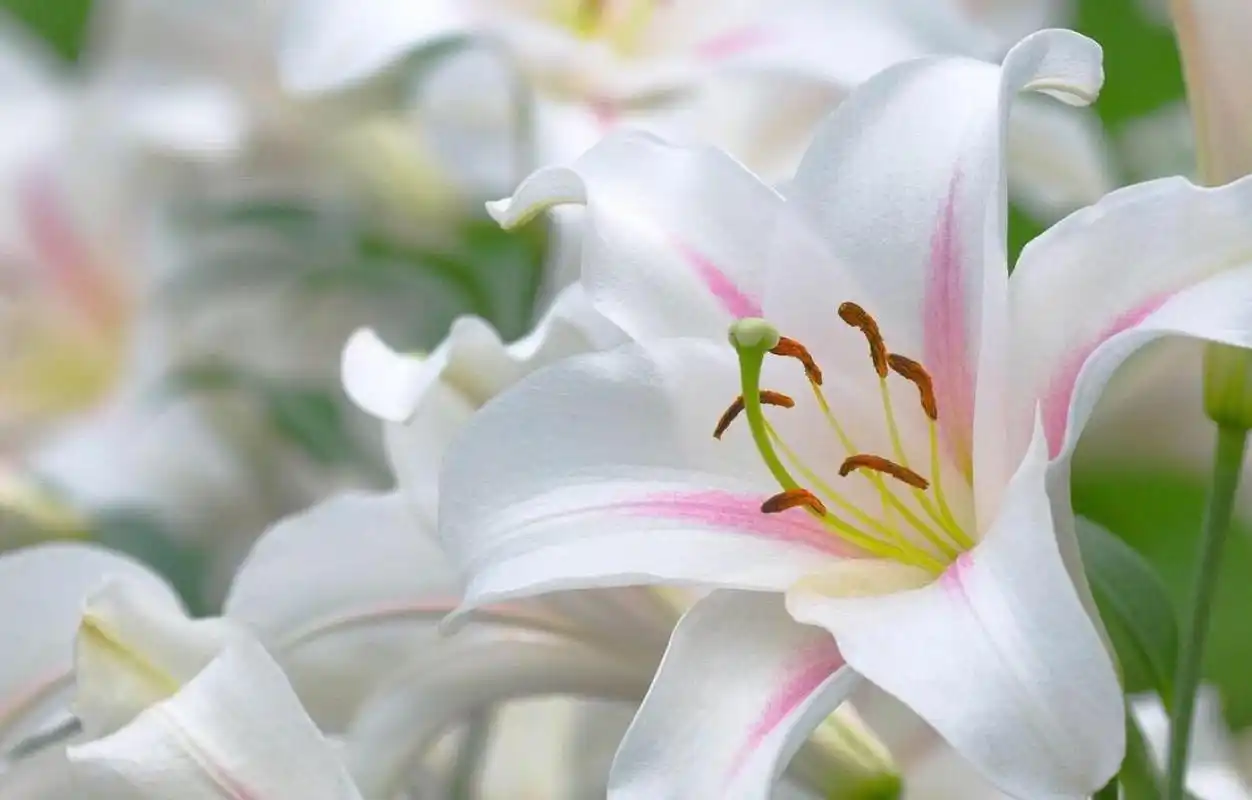 百合花的种类和功效,药物作用,百合花的传说