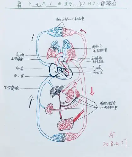 初一年《血液循环系统》优秀作业集