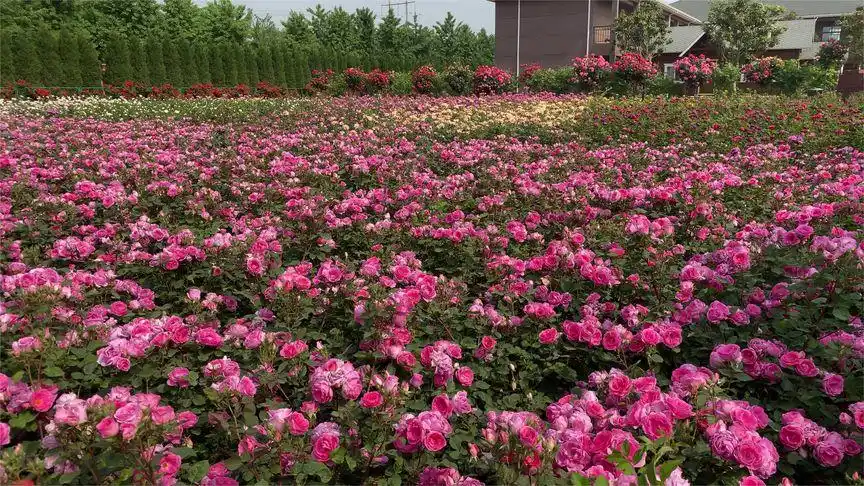南阳月季基地-中国月季园-丰花月季仙境,打造一片花海!