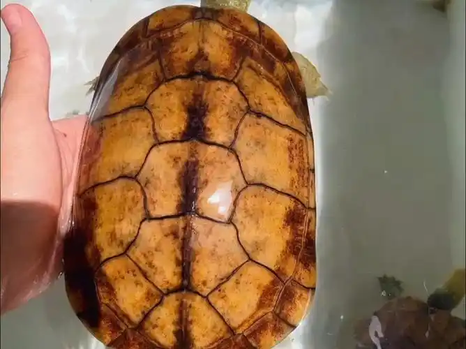 阳光晒过之后的小青龟