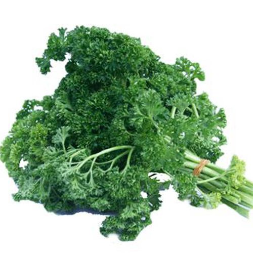 法香法国香菜洋芫番西芹菜番荽摆盘250g其它