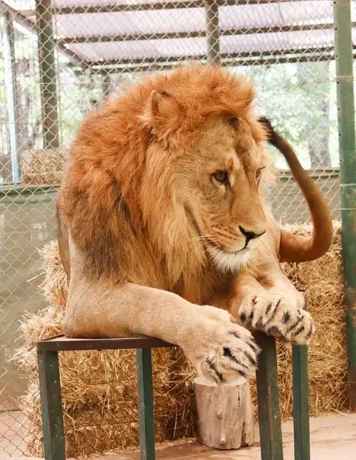 动物园狮子非洲