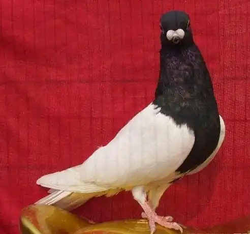 p>黑乌头鸽是中华传统观赏鸽的重要传统品种之一.