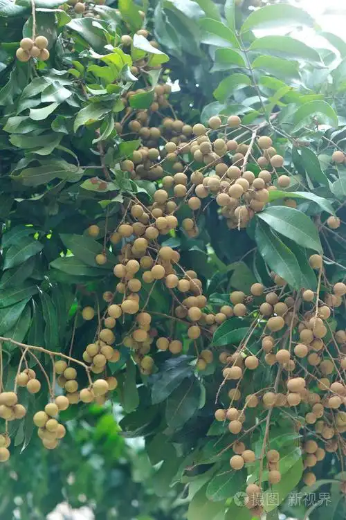 树上生长的龙眼热带水果