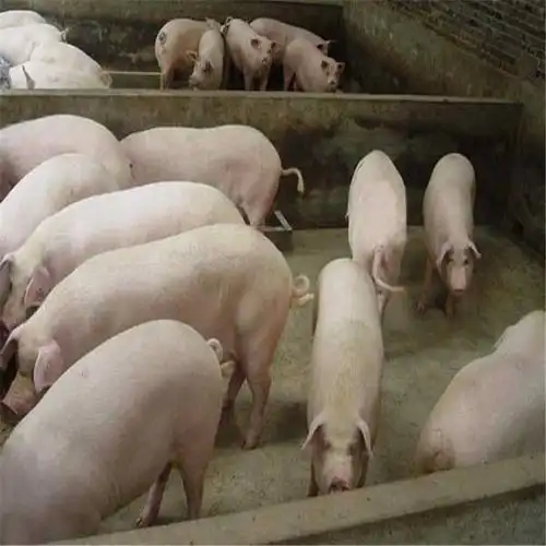 荣郁 纯种长白母猪长白种公猪长白猪崽长白怀孕母猪二元猪三元猪育肥