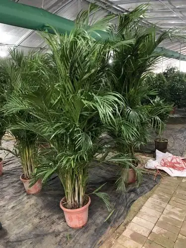 富贵椰子    有很高的观赏价值,给你带来好运