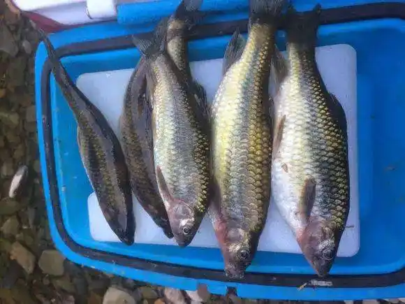 溪流里最多的就是这种光唇鱼,误食了鱼籽可能引发腹泻