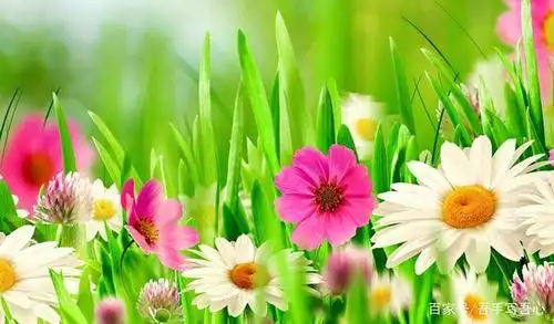 春风花草香(原创散文)