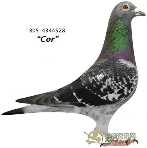 凡布利安娜鸽系