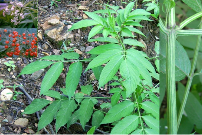 中草药图片大全 >> 伤科,骨科 >> 骨折用药篇 - 好网角收藏夹