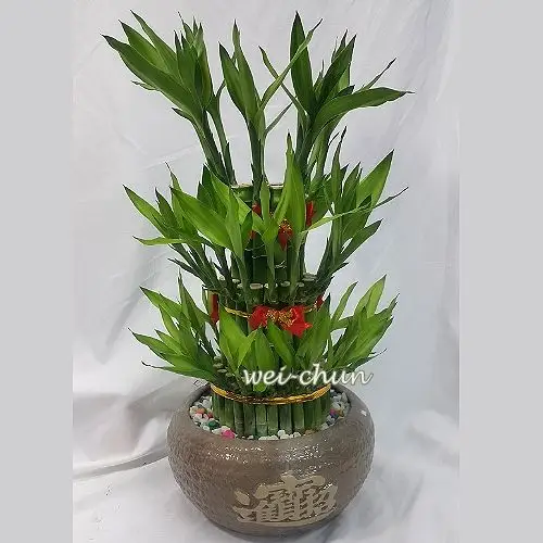 绿色盆栽  e063 招财进宝开运竹 好运连连 节节高升 商品售价