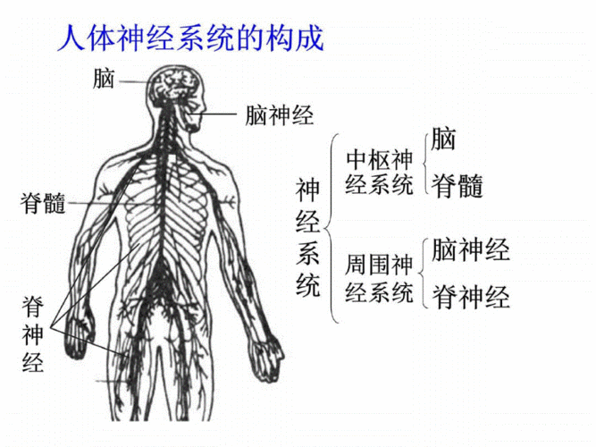 人教版教学课件甘肃省永昌县第一中学生物必修三《21通过神经系统的