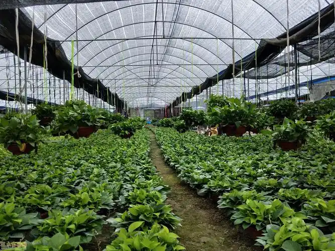 转让:佛山南海区18亩花卉大棚  转让:佛山南海区18亩花卉种植大棚