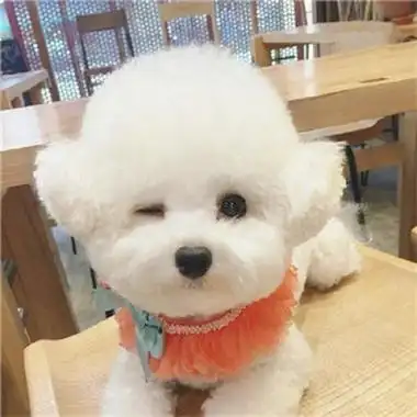 特别可爱的小动物头像呆萌可爱小动物微信图片大全