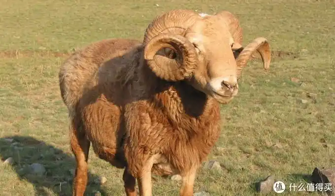 市场上羊肉的分类及挑选|肉用羊品种有哪些_什么值得买