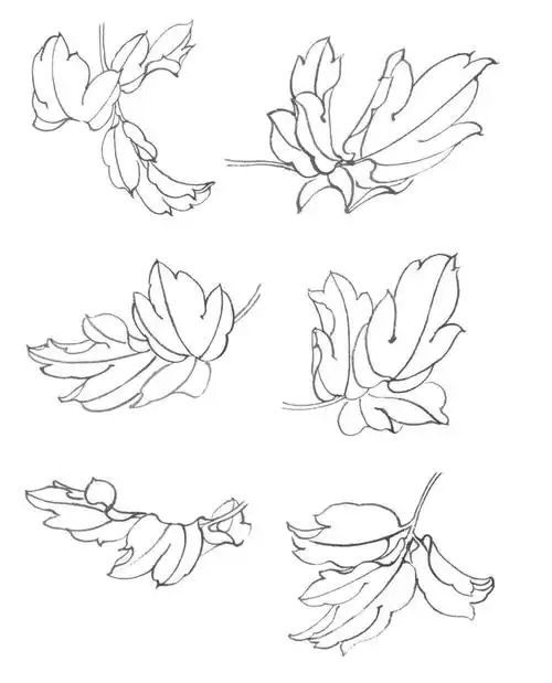 怎么画牡丹牡丹简笔画简单又好看