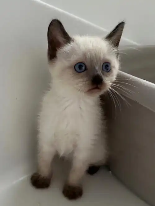 海豹重点色暹罗猫找新家啦