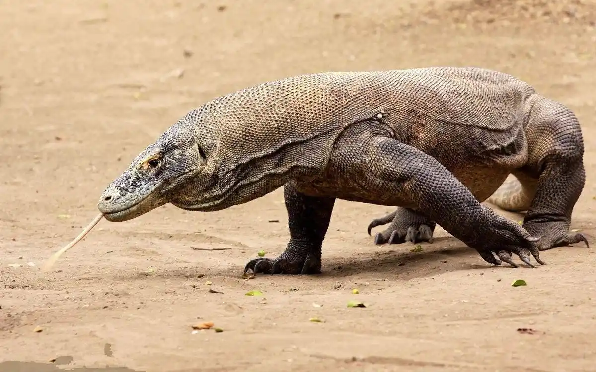 动物界体型最大的三大巨蜥!其中就有巨蜥以龙为名!凶猛无比!