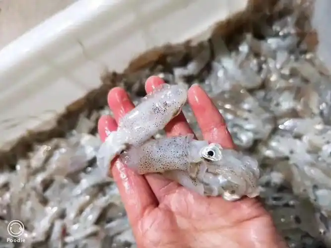 小海兔怎么收拾干净谁有绝招喜欢吃怕收拾