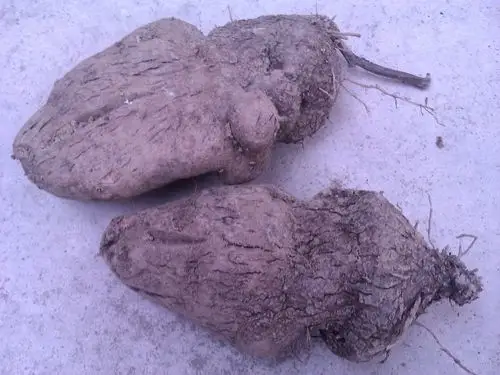 脚板薯的营养价值高吗 脚板薯的四大营养价值你知吗?