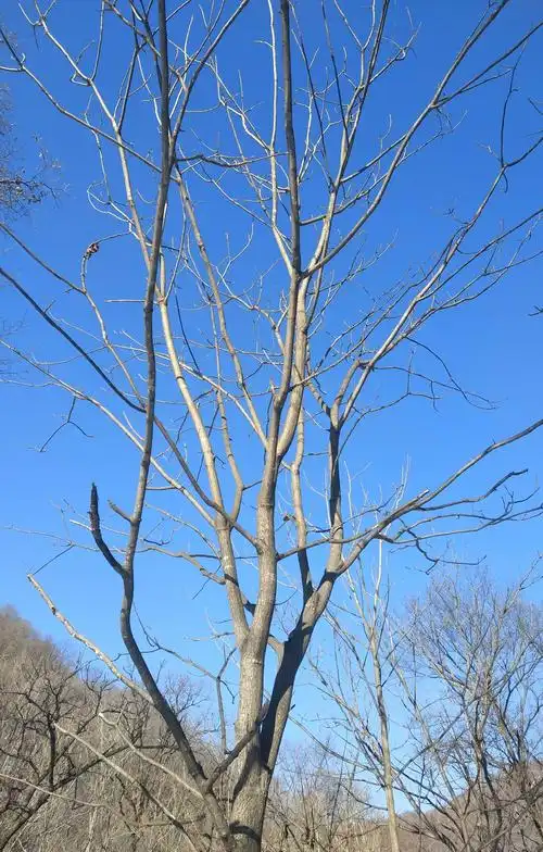 冬天的树 - 美篇