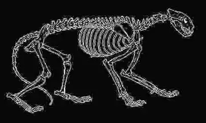 老虎的骨骼3--4岁性成熟,雄性要晚一年;许多幼仔在野外存活不超过2年