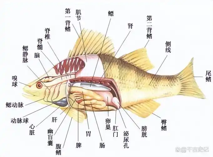 鱼肚子里的一层"黑膜"是什么?是"脏东西吗"?到底能不能吃?