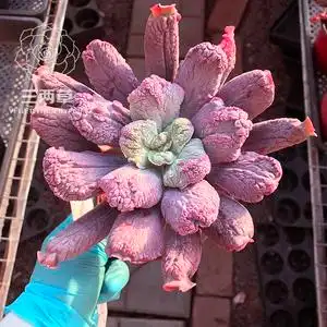 【一物一拍】狂野男爵 多肉植物 多头群生老桩超大花卉