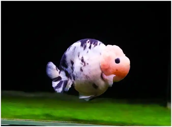 潘式小尾兰寿金鱼活体精品奶牛活鱼观赏鱼冷水小中型鱼苗好养耐活 7-8