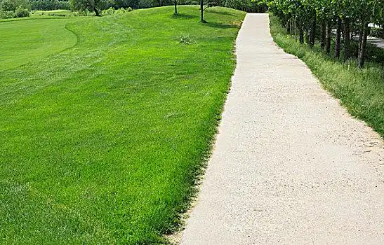 草坪,树木,道路