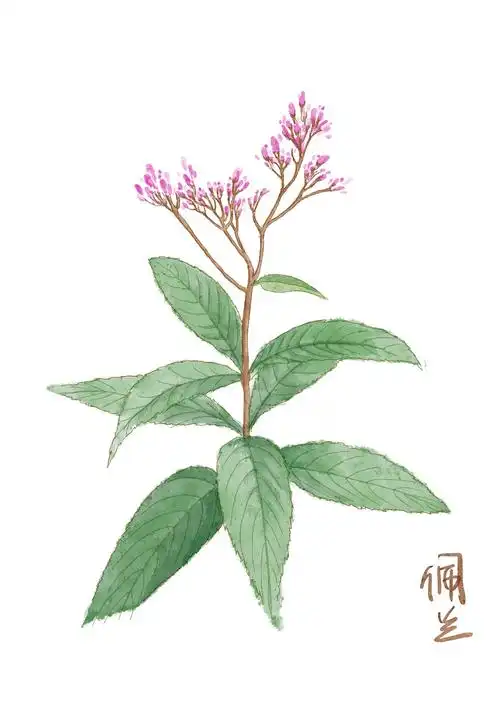 一组植物药材最近在尝试板绘水彩,晕染不如纯手绘,但是规避了纯手绘