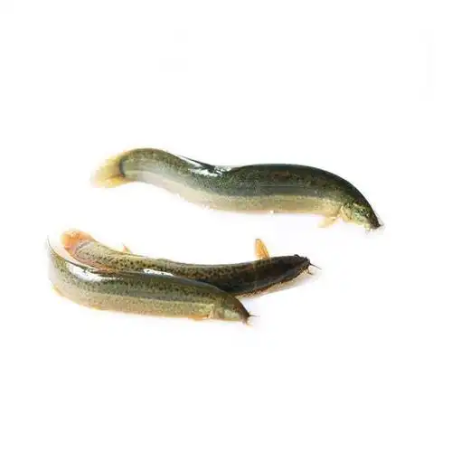 台湾小泥鳅苗新鲜幼苗台鳅寸苗青鳅苗活体放生宠物鱼饲料筏钓翘嘴