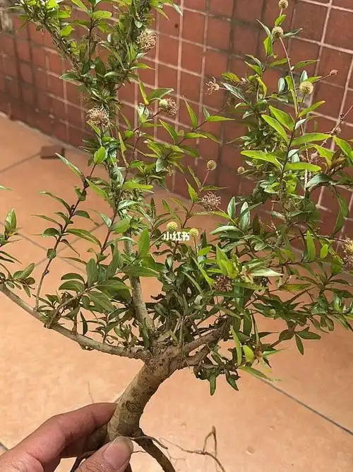 水培绿植水杨梅