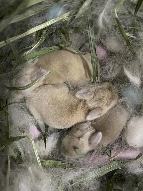 (小宝宝第一次睁眼了!