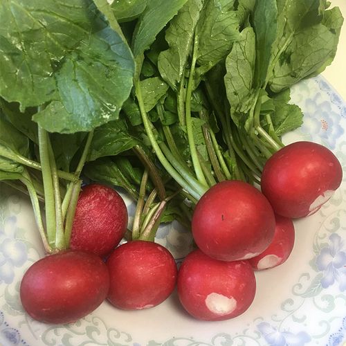 东北长白山新鲜小萝卜蘸酱酱菜樱桃小萝卜250g/份四份包邮顺丰