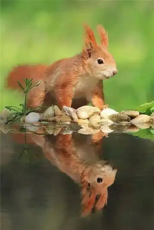 动物倒影,别有一番风味