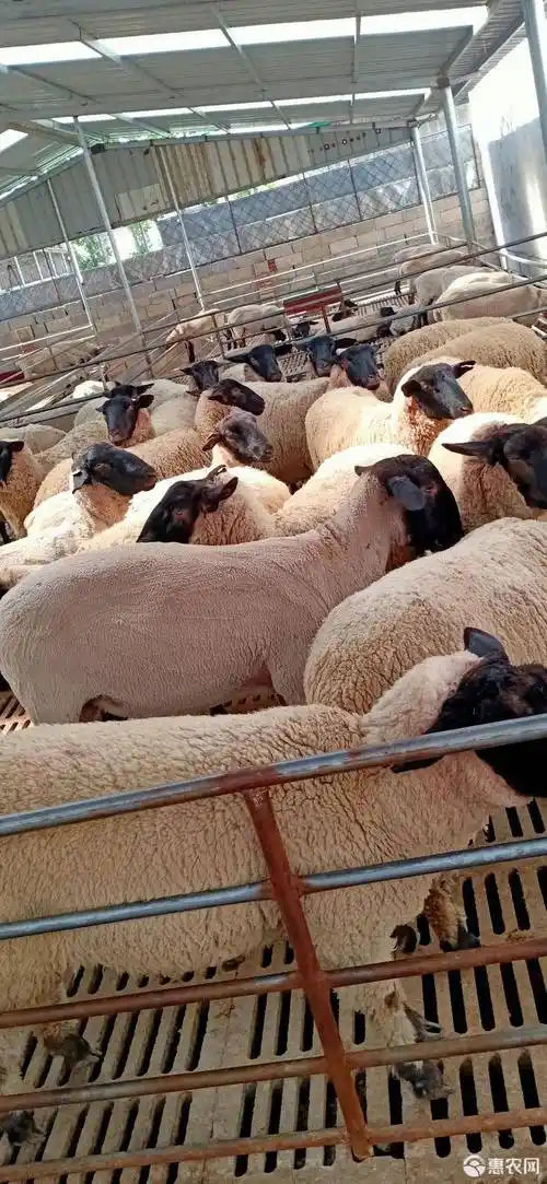 绵羊 萨福克母羊