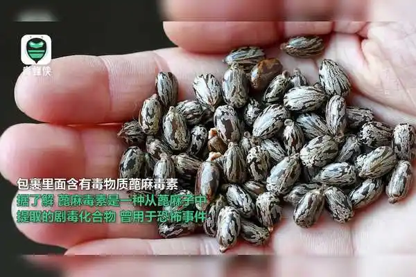 美国截获寄给特朗普的毒包裹内含有毒物质蓖麻毒素