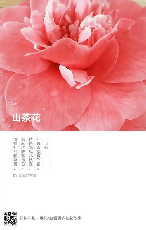 洋茶 山茶花 (白) : 纯真无邪 山茶花 (红) :天生丽质 山茶花的花语是